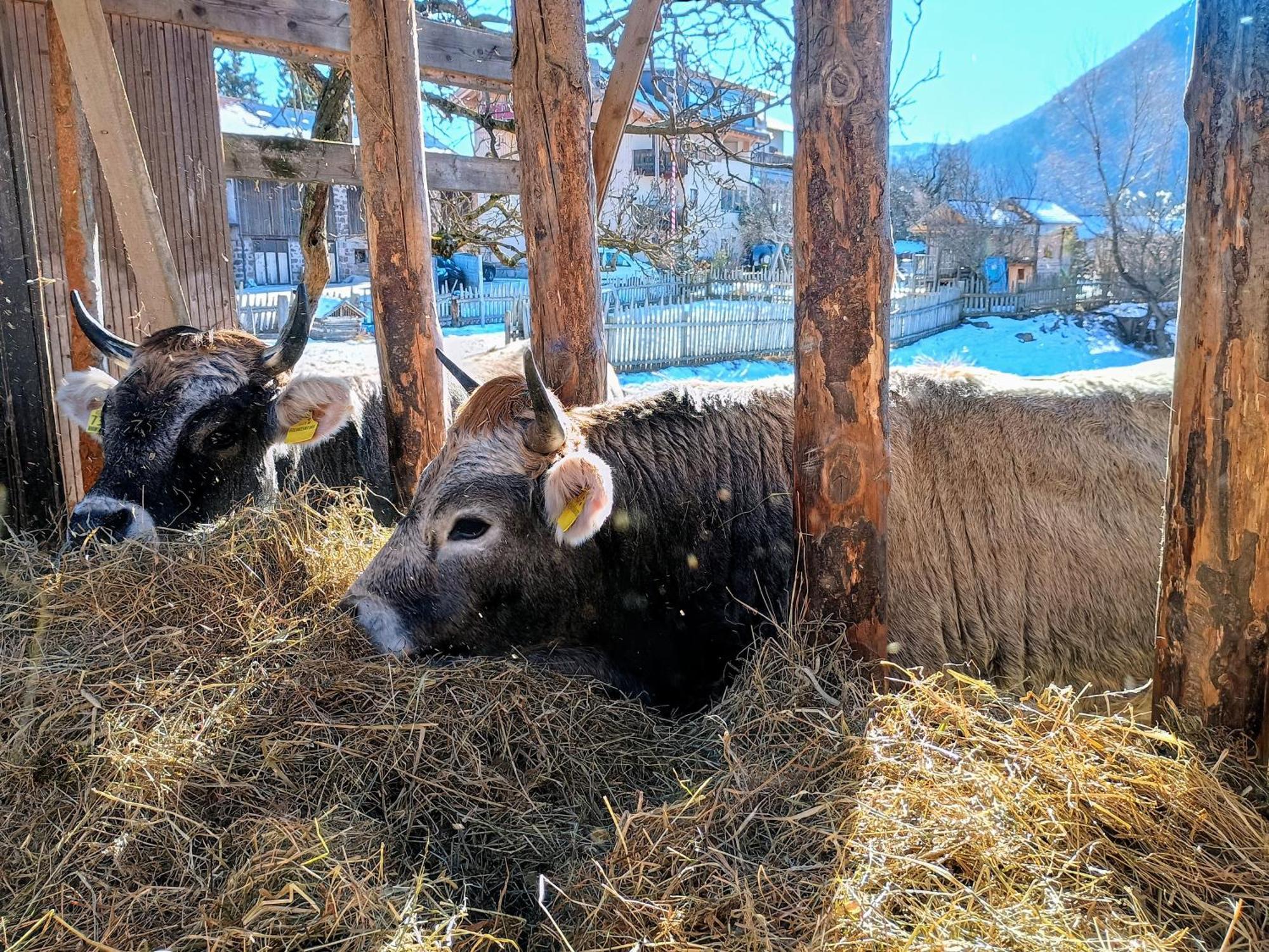 Koflhof Urlaub Auf Dem Bauernhof Villa Aldino Dış mekan fotoğraf